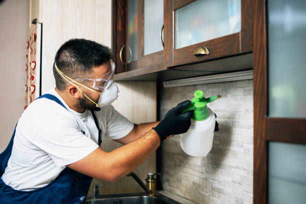Best Termite Control Services  in Tucson Mountains, AZ