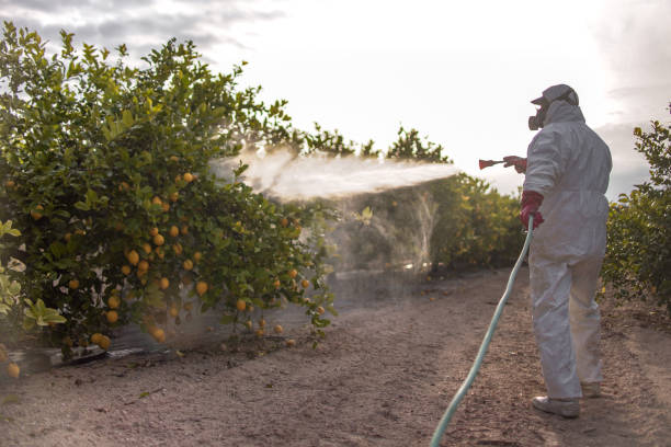 Best Pest Removal Services  in Tucson Mountains, AZ