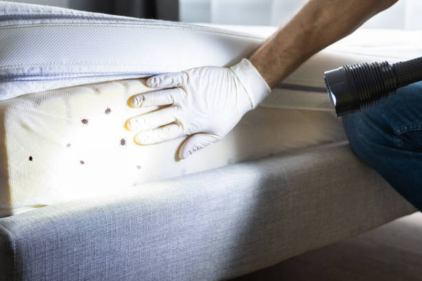 Best Pest Removal Services  in Tucson Mountains, AZ
