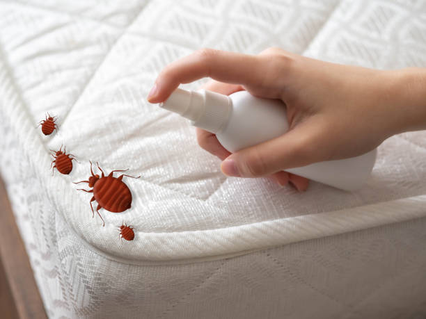 Best Insect Control  in Tucson Mountains, AZ