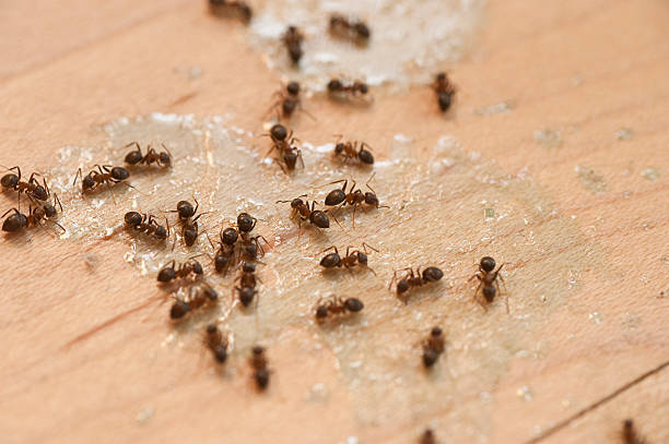 Best Bed Bug Extermination  in Tucson Mountains, AZ