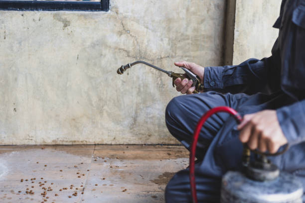 Best Rat Extermination Near Me  in Tucson Mountains, AZ